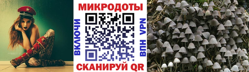 купить   Райчихинск  Галлюциногенные грибы Psilocybine cubensis 